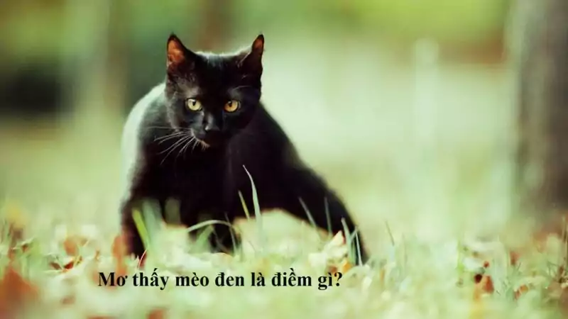 Giải mã ý nghĩa mơ thấy mèo đen