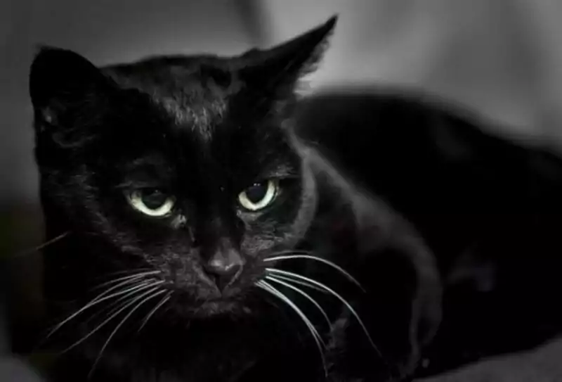 Mơ thấy mèo đen nên đánh con số gì?